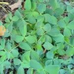 Lotus corniculatus leaf picture by siegrun siegrun (cc-by-sa)