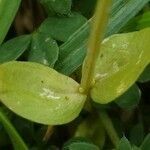 Centaurium pulchellum leaf picture by Pierre LEON (cc-by-sa)