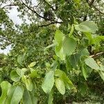 Populus balsamifera leaf picture by pauline toyes (cc-by-sa)