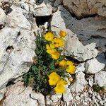 Papaver alpinum habit picture by gabriella.g (cc-by-sa)