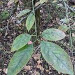 Euonymus atropurpureus leaf picture by Casey Harmon (cc-by-sa)