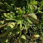 Papaver rhoeas fruit picture by Felicite Zongo (cc-by-sa)