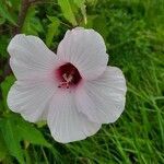 Hibiscus moscheutos flower picture by Connie Cole (cc-by-sa)