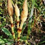 Equisetum fluviatile flower picture by Elvona ROUNG (cc-by-sa)