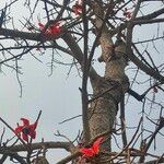 Bombax ceiba flower picture by Asaduzzaman Noor (cc-by-sa)