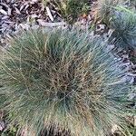 Festuca glauca flower picture by nicolas latil (cc-by-sa)