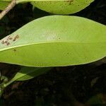 Clusia cooperi leaf picture by Nelson Zamora Villalobos (cc-by-nc)