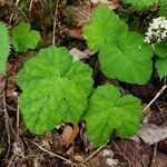 Tiarella cordifolia leaf picture by kelly schultz (cc-by-sa)