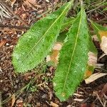 Banksia robur leaf picture by Liam York (cc-by-sa)