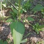 Helianthus annuus leaf picture by sarah sarah (cc-by-sa)