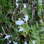 Lobelia serpens flower picture by Matthieu Gebus (cc-by-sa)