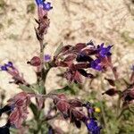 Anchusa undulata flower picture by Jorge (cc-by-sa)