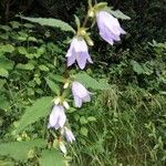 Campanula trachelium habit picture by octopodia (cc-by-sa)