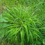 Brachypodium sylvaticum habit picture by Karsten Hoffmeyer (cc-by-sa)