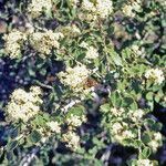 Ceanothus cuneatus flower picture by Martin Bishop (cc-by-sa)