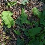 Arctium nemorosum habit picture by Andrea (cc-by-sa)