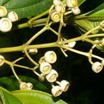 Axinaea costaricensis fruit picture by Nelson Zamora Villalobos (cc-by-nc)