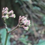 Euphorbia sinclairiana flower picture by Nelson Zamora Villalobos (cc-by-nc)