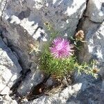 Centaurea corymbosa flower picture by Bruno REMEYSE (cc-by-sa)