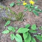 Hieracium murorum habit picture by Daniel Barthelemy (cc-by-nc)