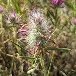 Trifolium purpureum fruit picture by Denis Bastianelli (cc-by-sa)