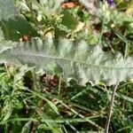 Anchusa undulata leaf picture by Sarami (cc-by-sa)