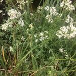 Galium boreale flower picture by Bekhta Bacha (cc-by-sa)