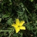 Tribulus cistoides flower picture by Hugo SANTACREU (cc-by-sa)