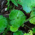 Saxifraga rotundifolia leaf picture by Emanuele Santarelli (cc-by-sa)