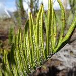 Blechnum loxense leaf picture by Fabien Anthelme (cc-by-sa)