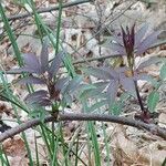 Sambucus racemosa leaf picture by Christian TANGUY (cc-by-sa)