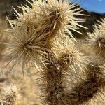 Cylindropuntia echinocarpa leaf picture by Muscariaman (cc-by-sa)