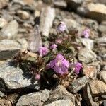 Galeopsis pyrenaica habit picture by Fabien Anthelme (cc-by-sa)