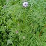 Phacelia tanacetifolia habit picture by ludovic riche (cc-by-sa)