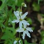 Lithophragma affine flower picture by bill oconnor (cc-by-sa)