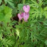 Dicentra formosa flower picture by Yuriko Fujinaga (cc-by-sa)