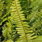 Nephrolepis brownii leaf picture by Tashi Tshering (cc-by-sa)