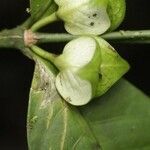 Faramea guianensis flower picture by R. Tournebize (cc-by-sa)