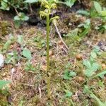 Corallorhiza trifida habit picture by Patrick Carteret (cc-by-sa)