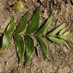 Carya illinoinensis leaf picture by Rubén Vallejo (cc-by-sa)