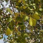 Celtis africana leaf picture by PercyWarX Videos (cc-by-sa)