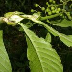 Psychotria grandis fruit picture by Nelson Zamora Villalobos (cc-by-nc)