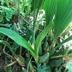 Coelogyne asperata habit picture by Pierre Bonnet (cc-by-sa)