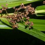 Becquerelia cymosa fruit picture by Nelson Zamora Villalobos (cc-by-nc)