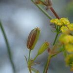 Bupleurum falcatum fruit picture by Sylvain Piry (cc-by-sa)