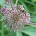 Geum rivale fruit picture by Manuëlle (cc-by-sa)