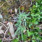 Plantago monosperma habit picture by Fabien Anthelme (cc-by-sa)