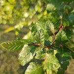 Nothofagus antarctica leaf picture by Valdes Sigrid (cc-by-sa)