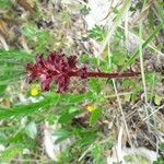 Orobanche sanguinea flower picture by Linda Tambosi (cc-by-sa)