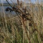 Juncus kraussii flower picture by Brett Bissell someguy (cc-by-sa)